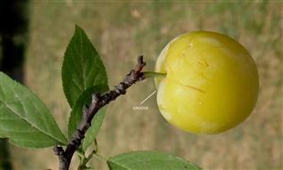Prunus domestica